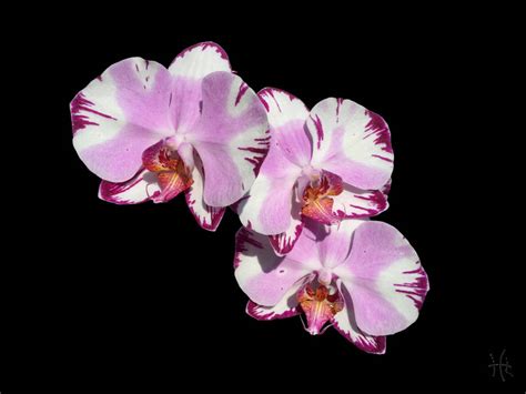 Unlocking the Ancient Wisdom of Phalaenopsis Magic Att
